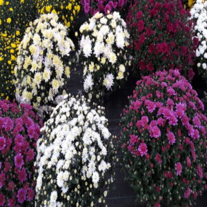 Chrysanthème
