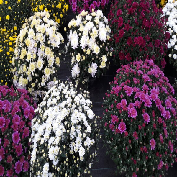 Chrysanthème