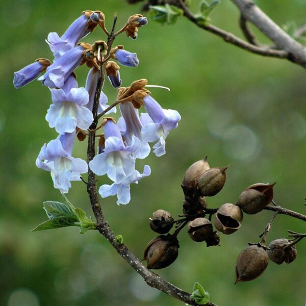 Paulownia tomentosa – Image 2