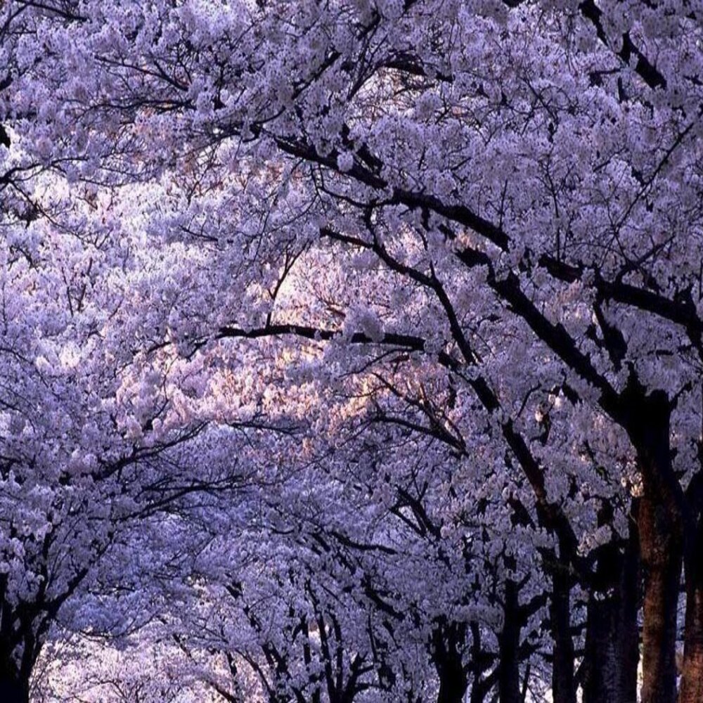 Paulownia tomentosa