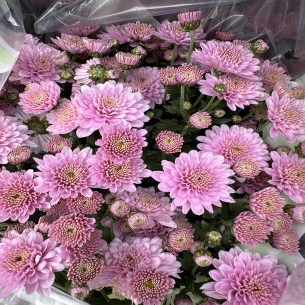 Chrysanthème – Image 3