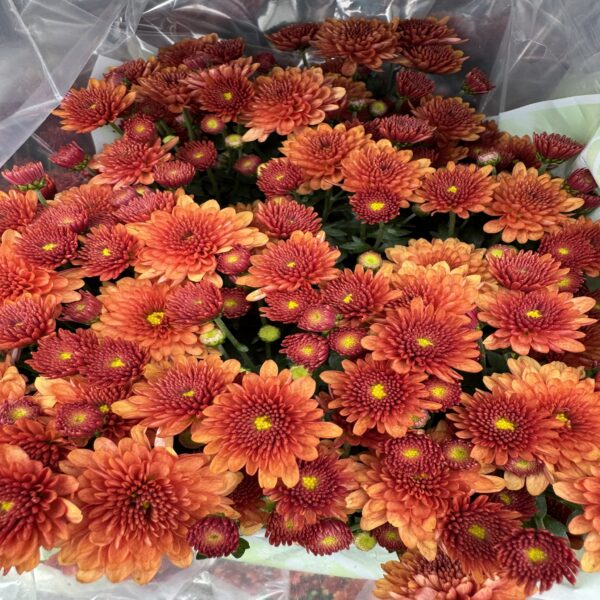 Chrysanthème – Image 4