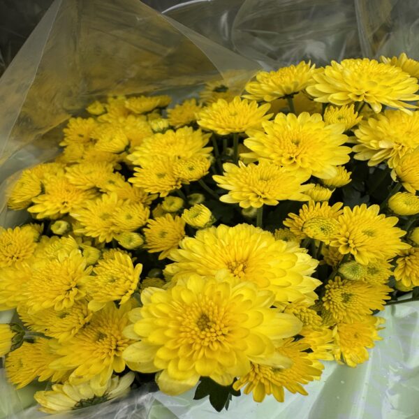Chrysanthème – Image 5