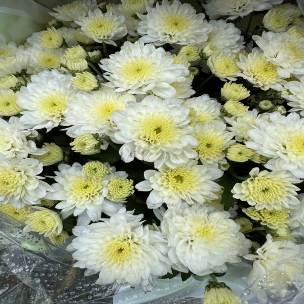 Chrysanthème – Image 6