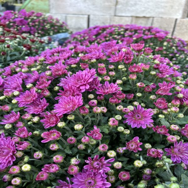 Chrysanthème – Image 2
