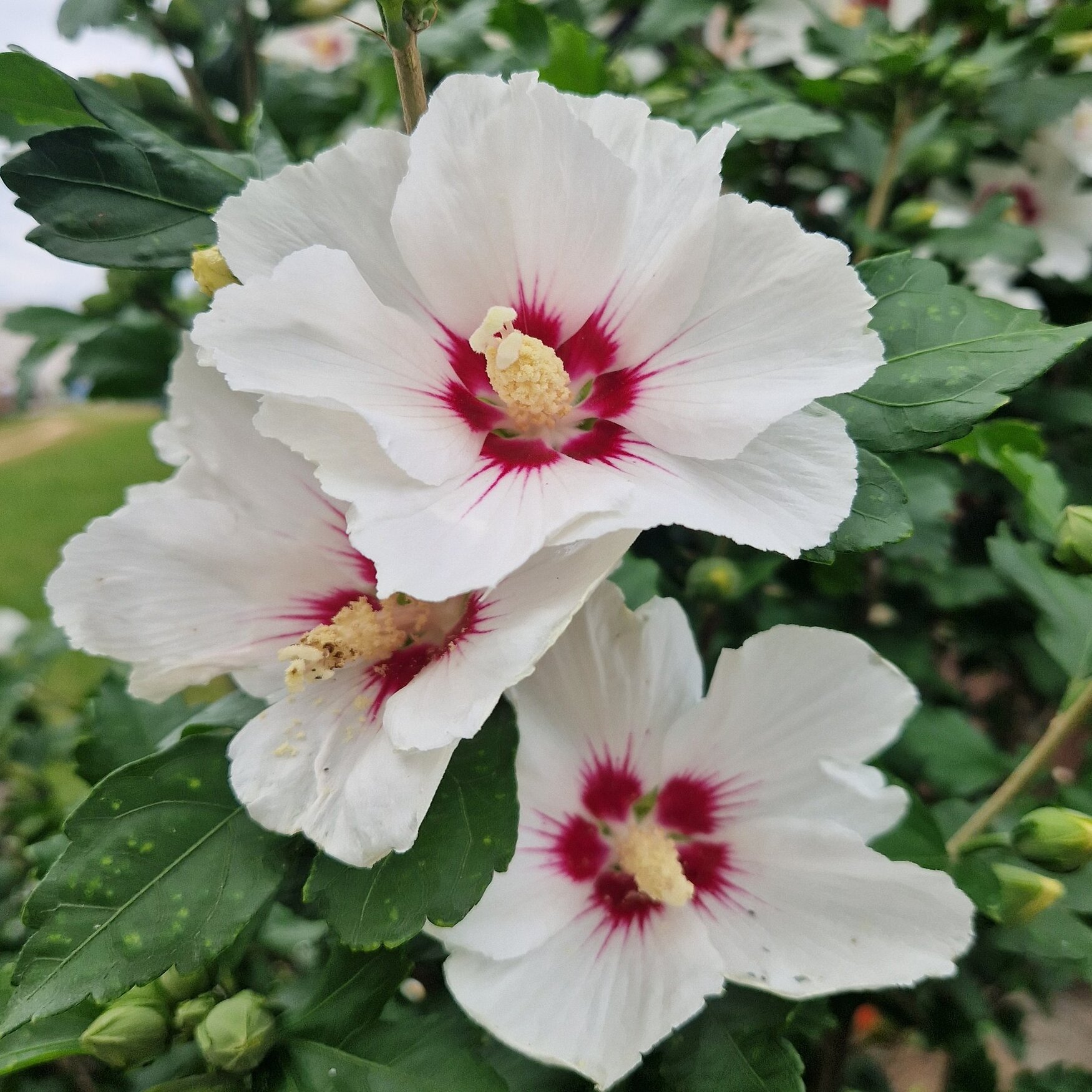 Hibiscus syriacus - Althéa