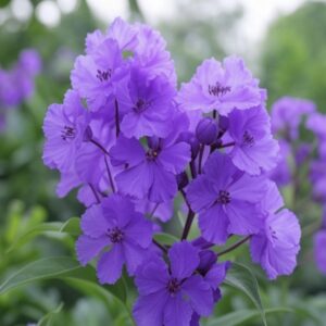 Lagerstroemia indica 'Petite Orchidée' – Lilas des Indes