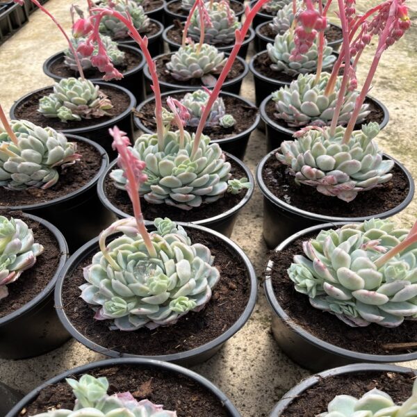 Echeveria elegans rose – Image 3