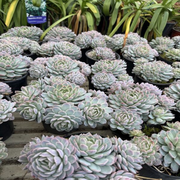 Echeveria elegans rose – Image 2
