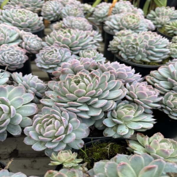 Echeveria elegans rose