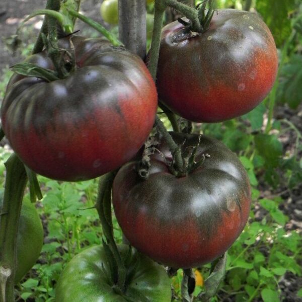 Tomate Noire de Crimée