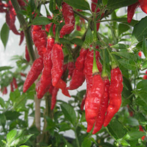 Piment Fruity Vulcano