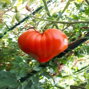 Tomate Coeur De Boeuf