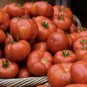Tomate Russe En Plants