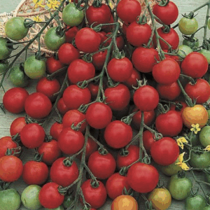 Tomate Cerise 'Pépé' F1 En Plants