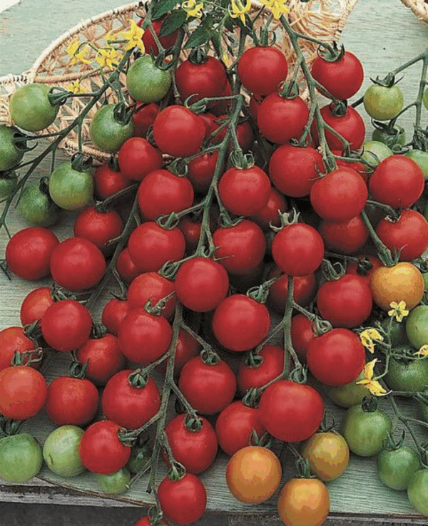 Tomate Cerise 'Pépé' F1 En Plants