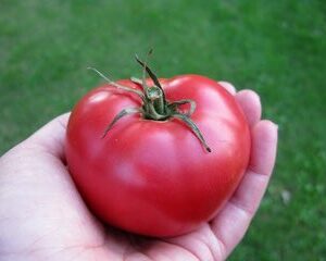 TOMATE ROSE DE BERNE