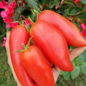 Tomate Andine Cornue En Plants