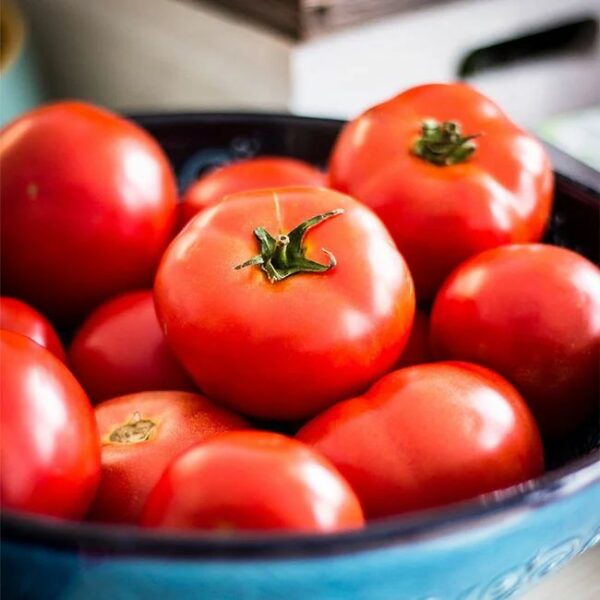 Tomate Montfavet En Plants