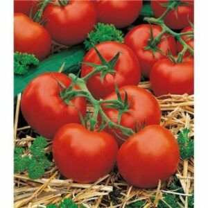 Tomate Premio F1 en plants - Tomate-grappe