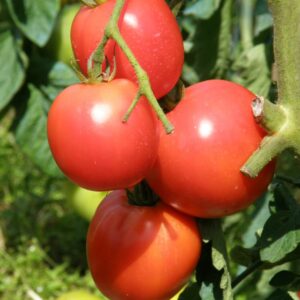 Tomate Pyros F1 en Plants