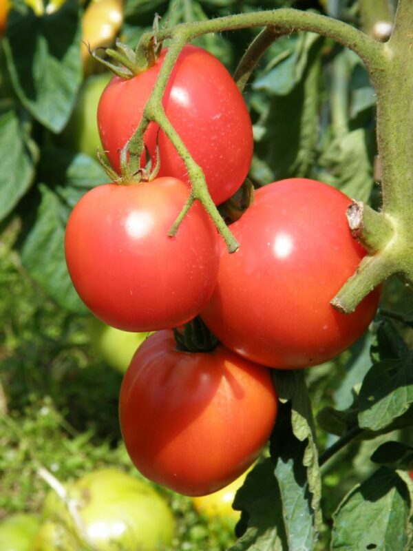 Tomate Pyros F1 en Plants