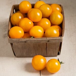 Tomate Cerise Orange Fizz F1 En Plants