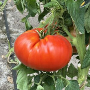 TOMATE SUPERSTEAk