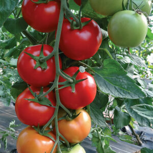 Tomate Grappe 'Grappelina' F1 en plants greffés