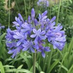 AGAPANTHUS AFRICANUS