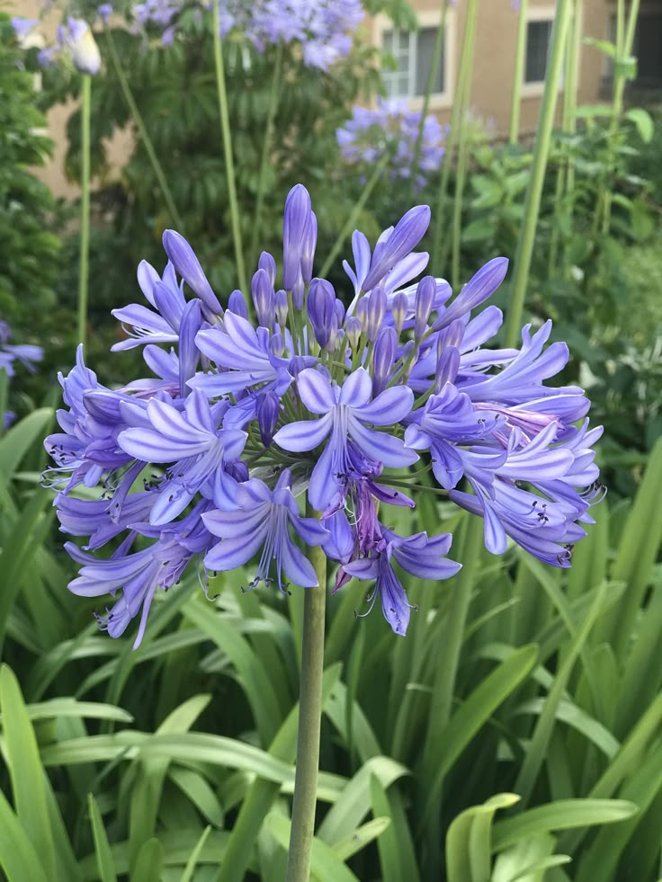 AGAPANTHUS AFRICANUS
