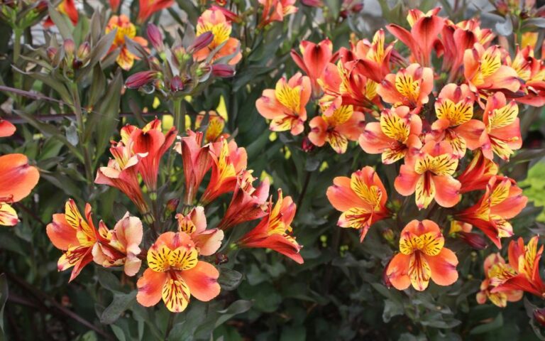 ALSTROEMERIA