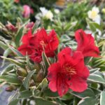 ALSTROEMERIA - Lys des incas
