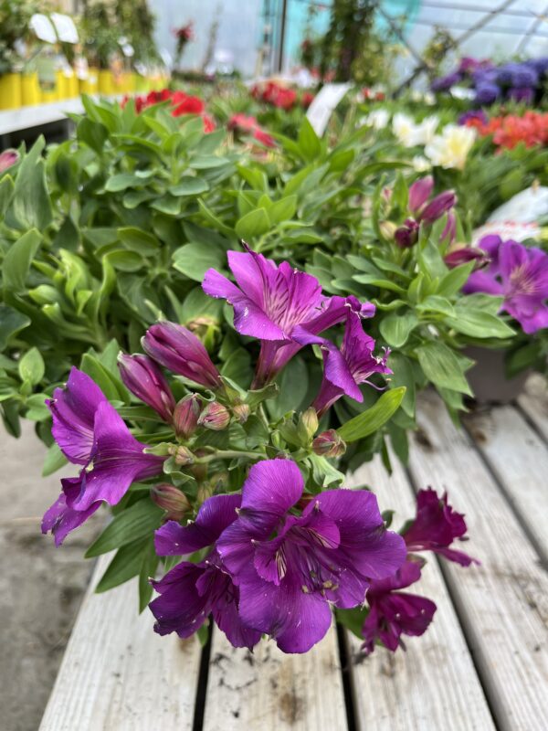 ALSTROEMERIA - Lys des incas