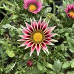 GAZANIA