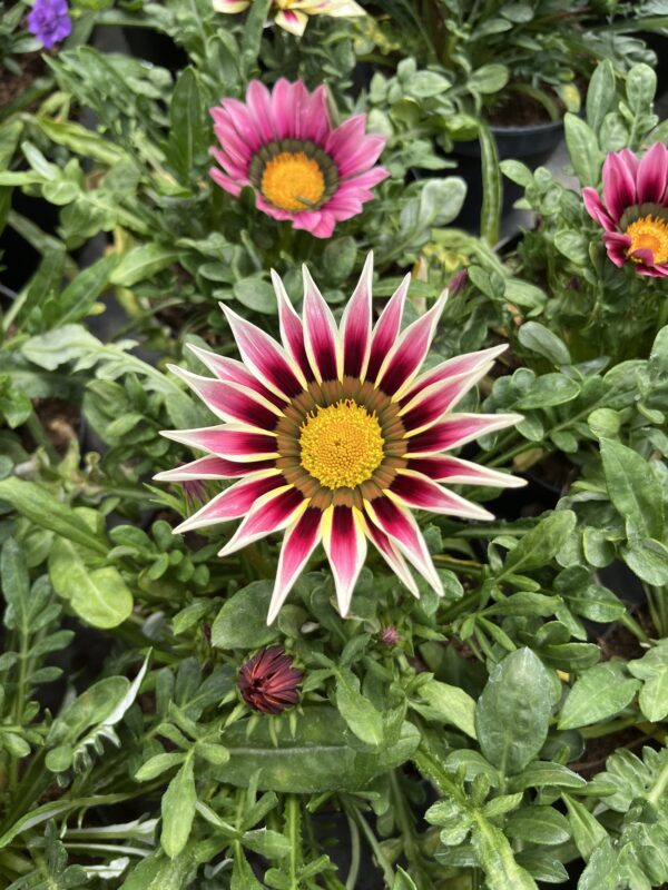 GAZANIA