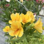 Alstroemeria - Lys des incas