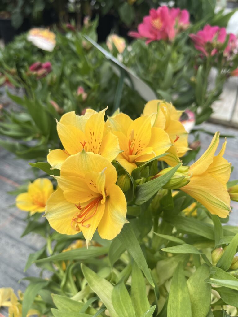 Alstroemeria - Lys des incas