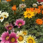 GAZANIA
