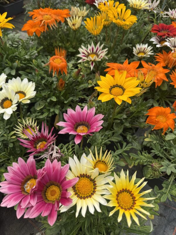 GAZANIA