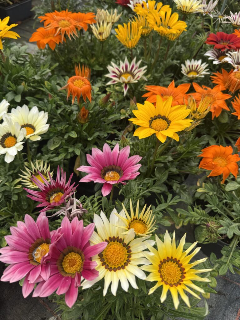 GAZANIA