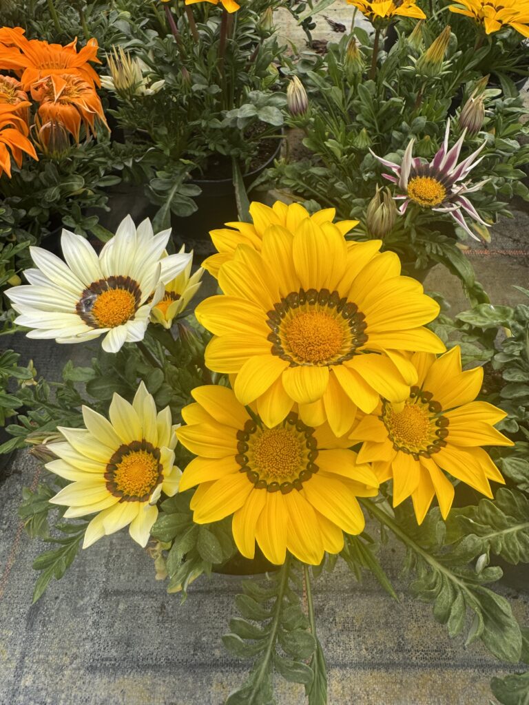 GAZANIA