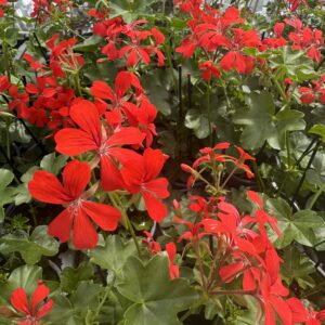 GERANIUM LIERRE ROI DES BALCONS ROUGE