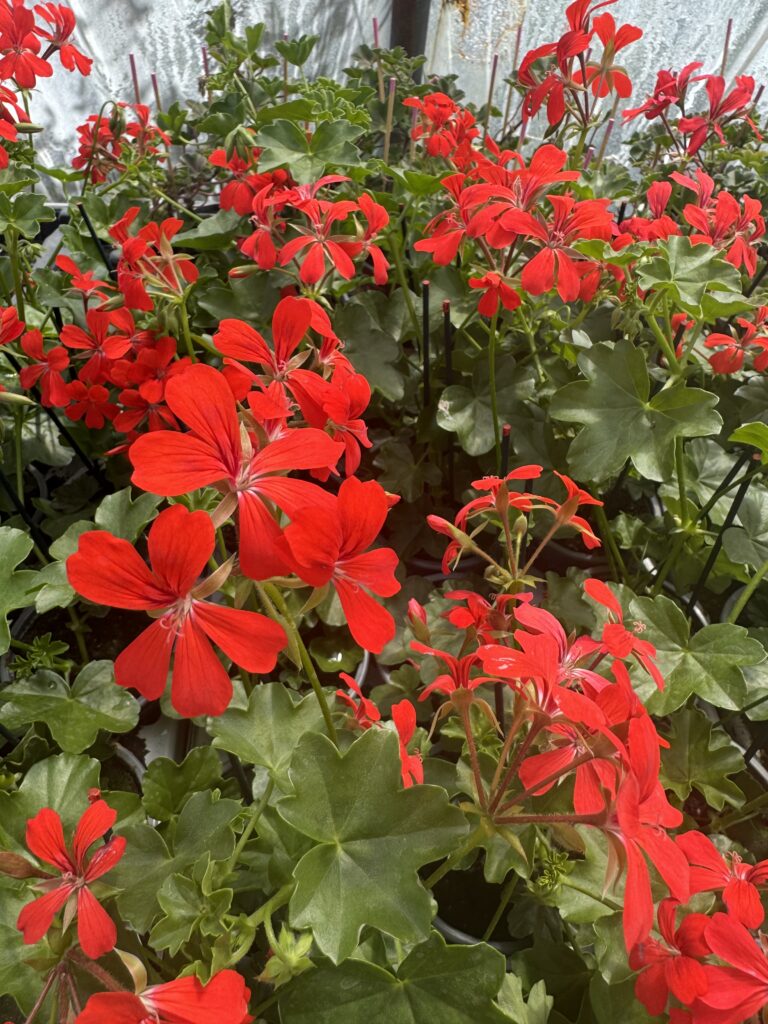 GERANIUM LIERRE ROI DES BALCONS ROUGE