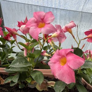 Dipladenia - Mandevilla