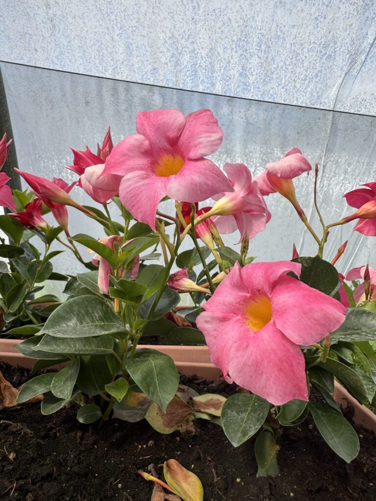 DIPLADENIA