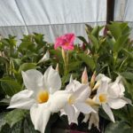 DIPLADENIA