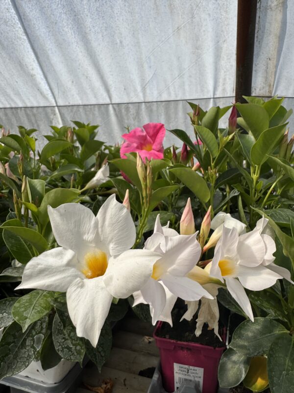 DIPLADENIA