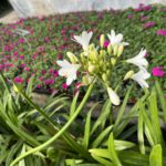 Agapanthe Africanus BLANCHE