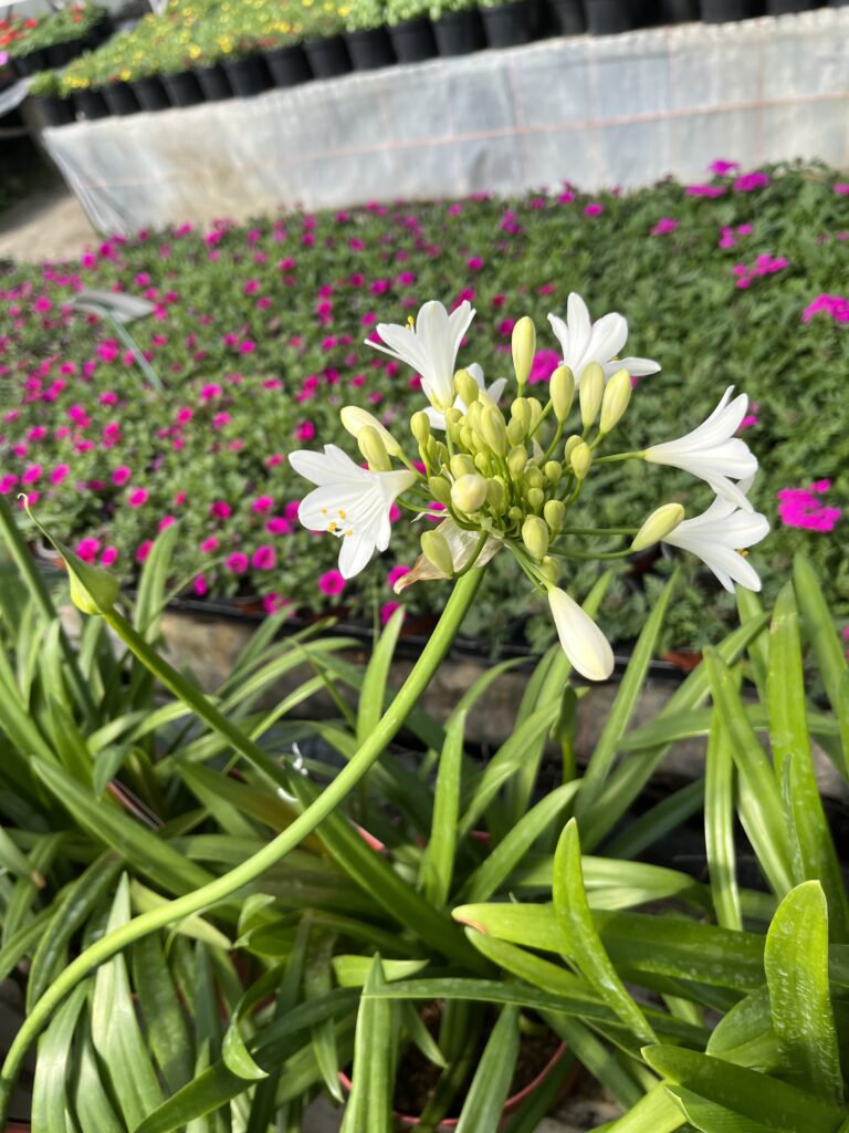 Agapanthe Africanus BLANCHE